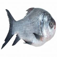 katla fish medium (2-2.999 kg) 1 kg