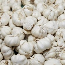 garlic (roshun) deshi loose (p) kg