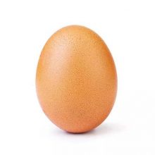 Egg 1p