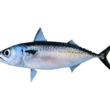 chub mackerel kg 1 kg